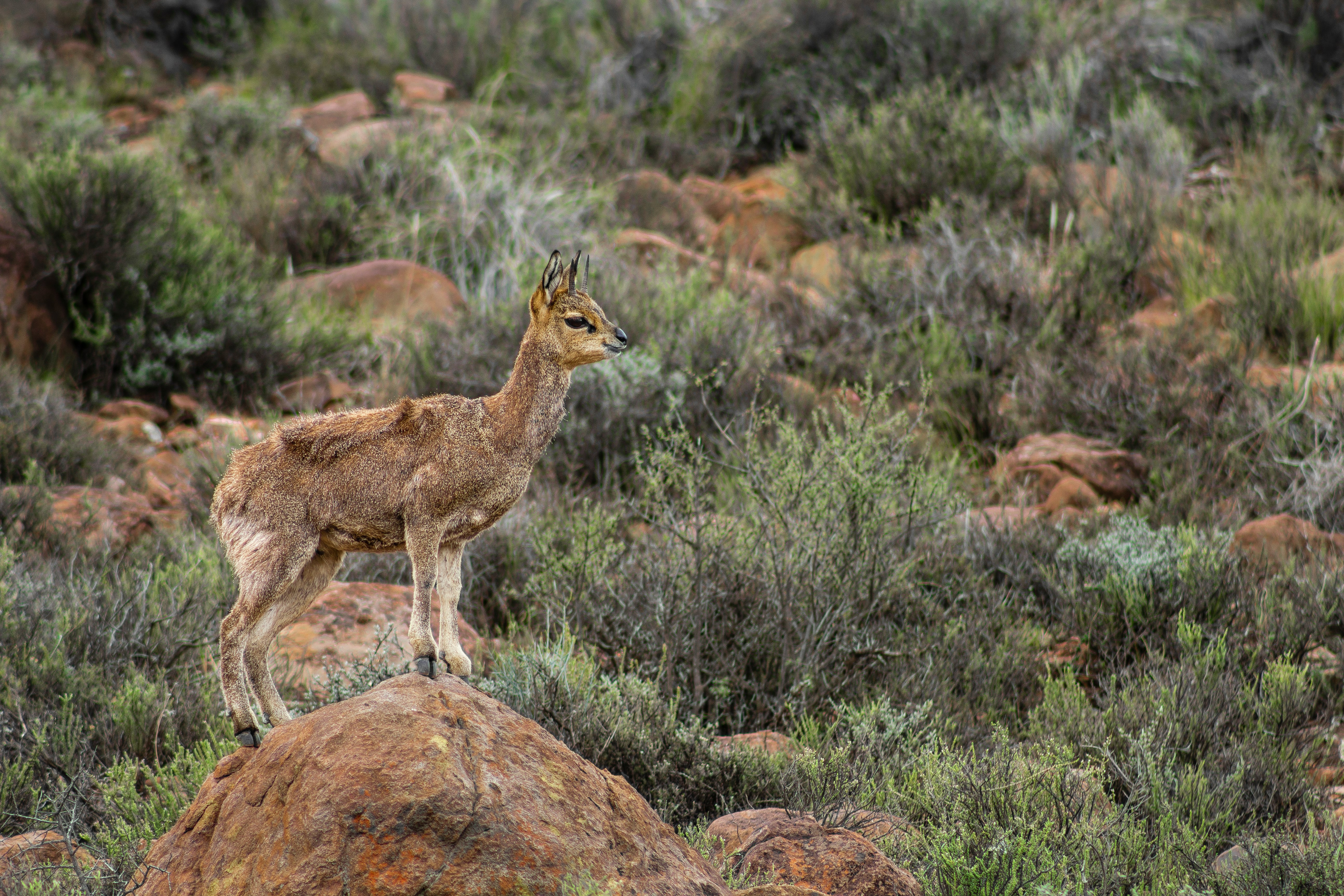 brown deer standing on brown rock during daytime